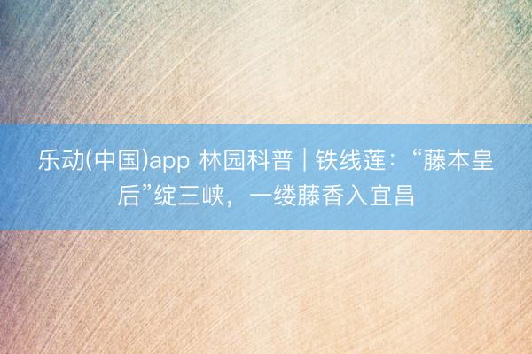 乐动(中国)app 林园科普 | 铁线莲：“藤本皇后”绽三峡，一缕藤香入宜昌